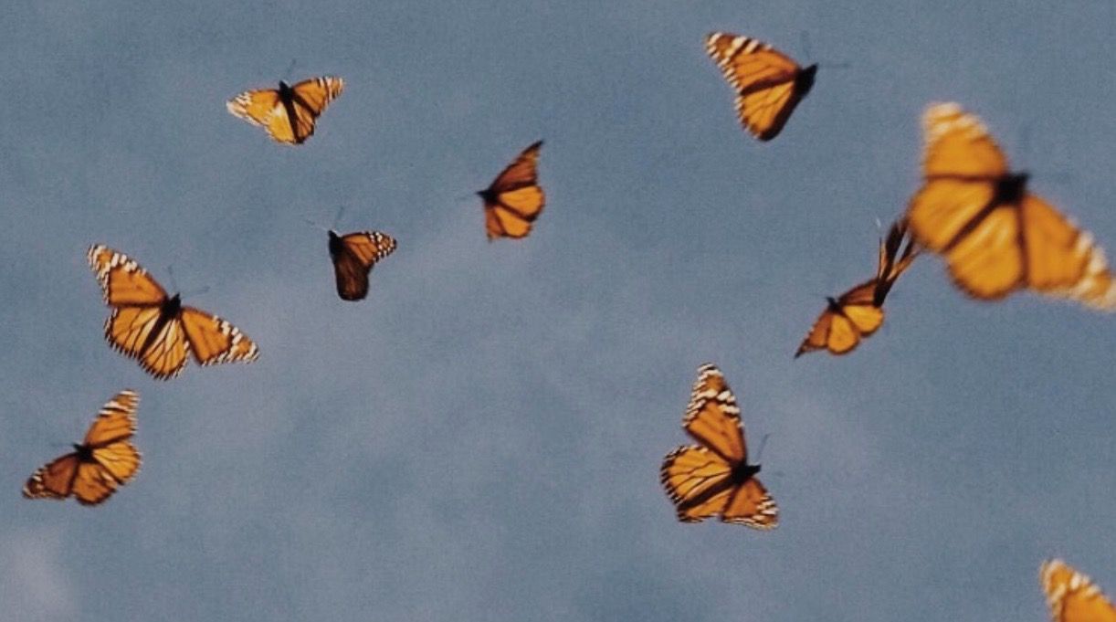 Featured image of post Artsy Aesthetic Butterfly Wallpaper Desktop