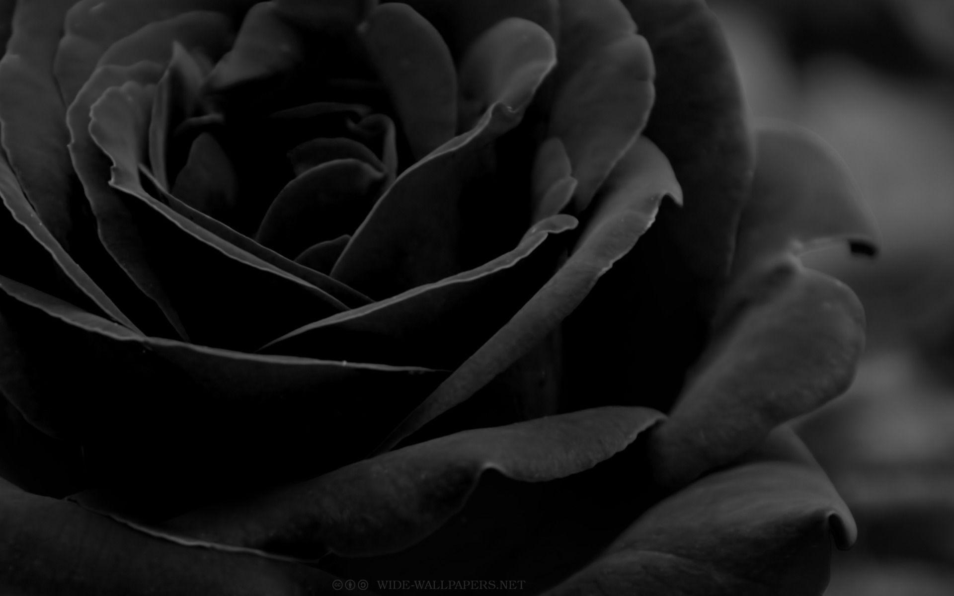 Featured image of post Black Rose Wallpaper For Laptop