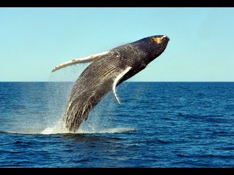 Featured image of post Blue Whale Jumping Out Of Water Gif