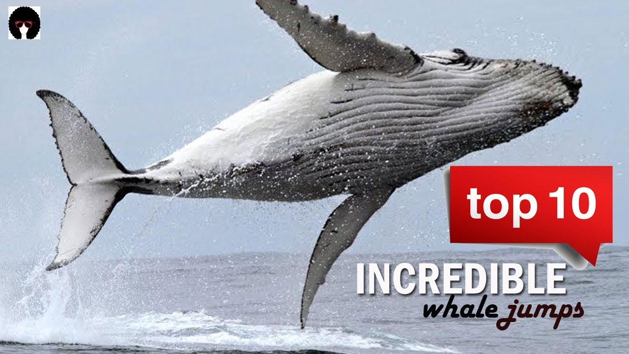 Featured image of post Blue Whale Jumping Out Of Water Video