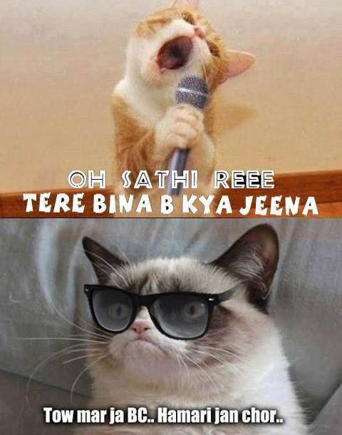 Featured image of post Cat Funny Memes Hindi