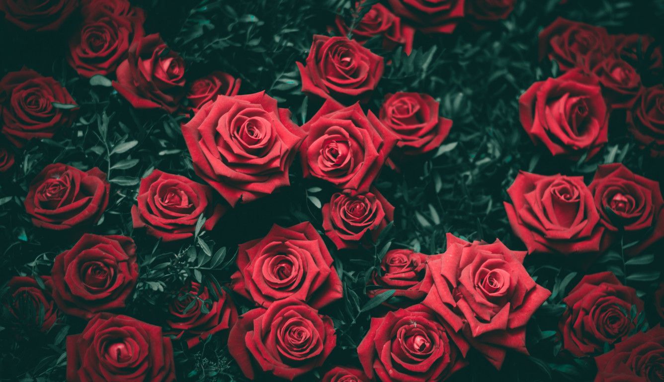 Featured image of post Hd Red Rose Wallpaper For Laptop