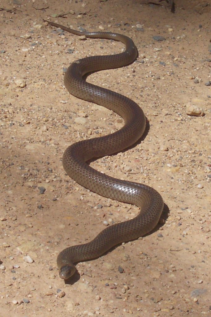 Featured image of post Juvenile Australian Eastern Brown Snake