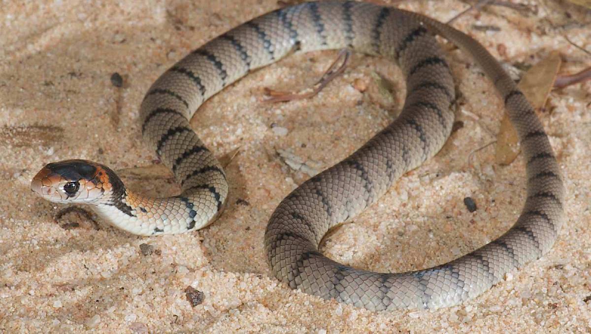 Featured image of post Juvenile Eastern Brown Snake Australia