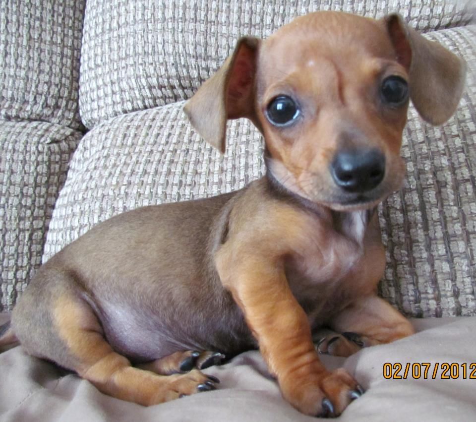 Featured image of post Pics Of Chiweenie Puppies