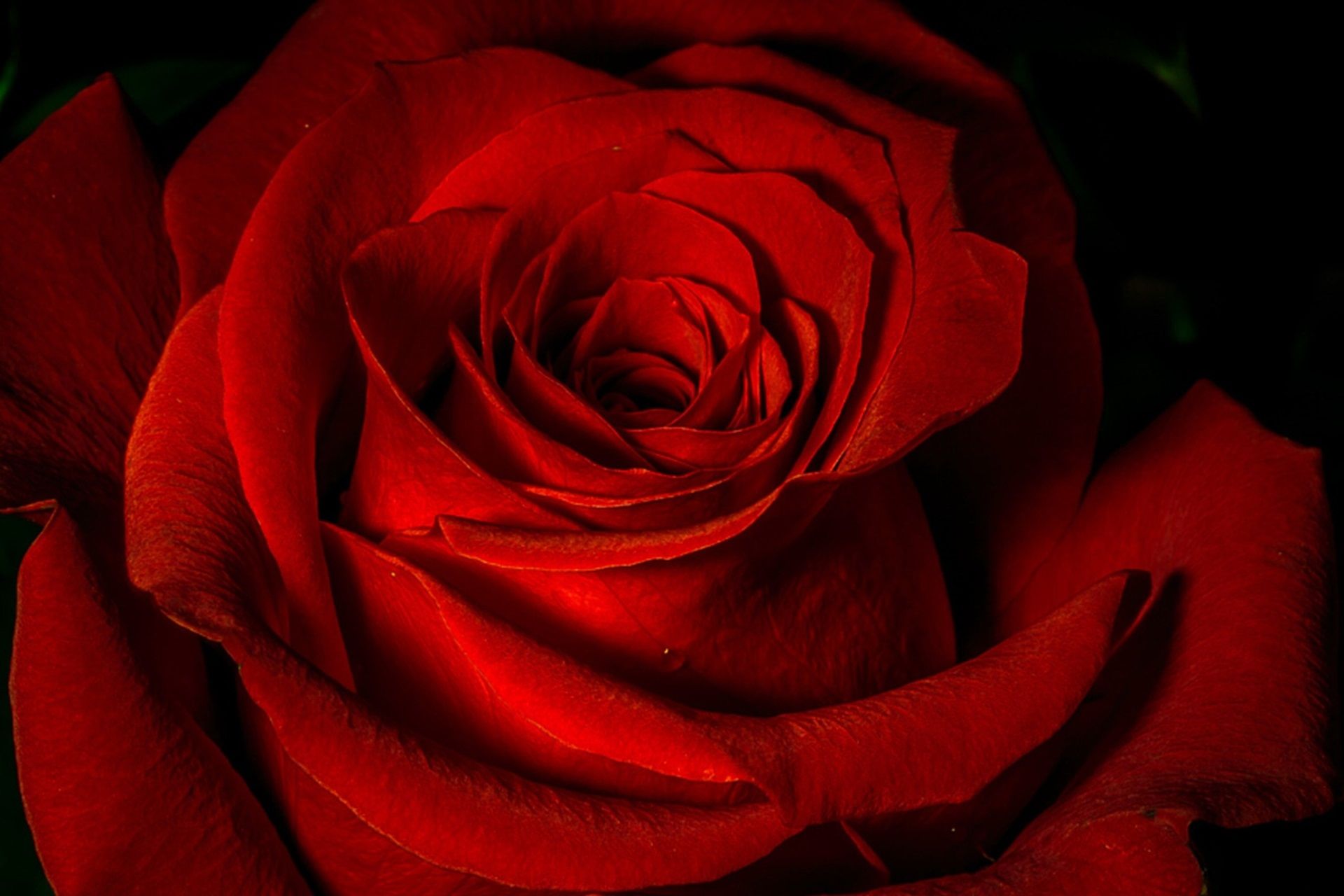 Featured image of post Red Rose Wallpaper For Laptop